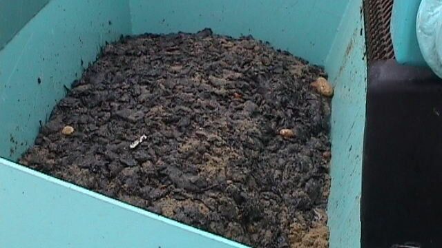 Oil clumps in the collection container of a BeachTech beach cleaner