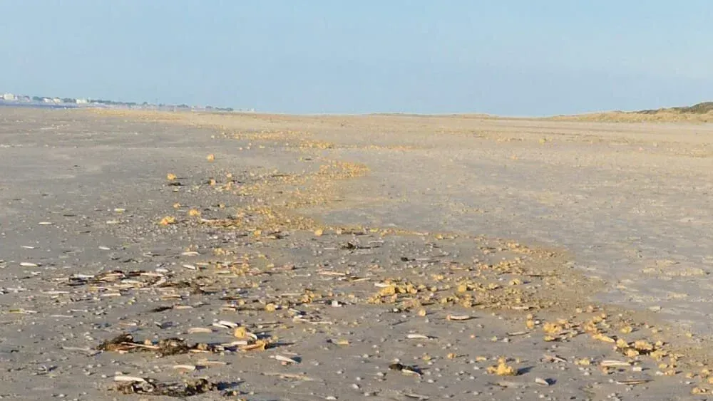 Suelen ser pequeñas, amarillentas o blancas y a veces van a la deriva hacia la costa: las partículas de parafina