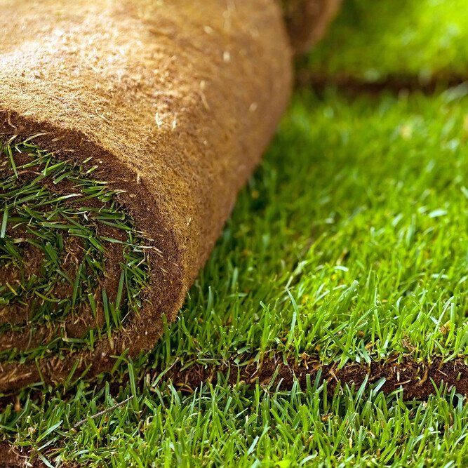 Nahaufnahme einer aufgerollten Rollrasenfläche auf frisch verlegtem grünen Rasen.