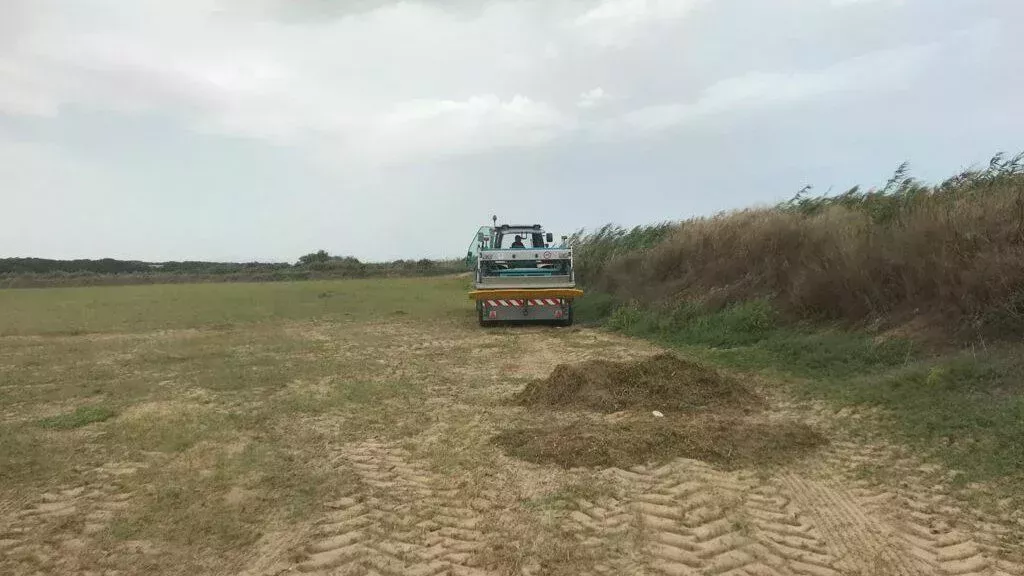 Retirando la maleza con el BeachTech, es posible renunciar al uso de pesticidas antes de la siembra.