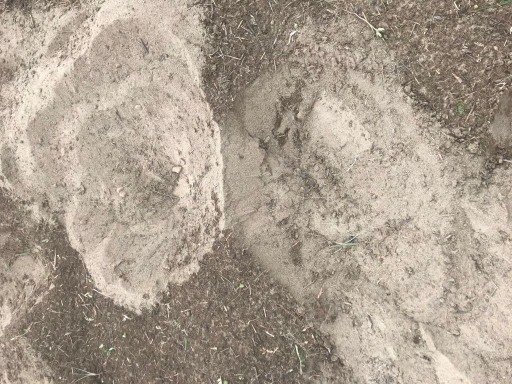 Loose and aerated soil 