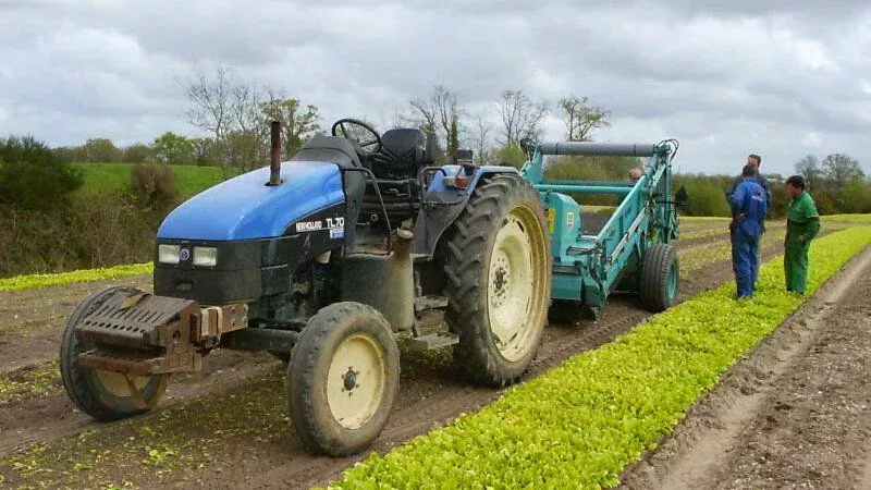 los restos de la cosecha de la pasada (troncos de lechuga y raíces) se retirar para hacer espacio para nuevas plantas de lechuga.