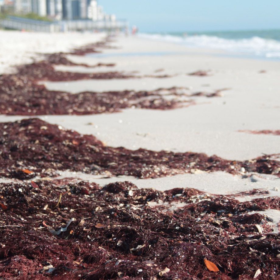 Red Tide at the beach