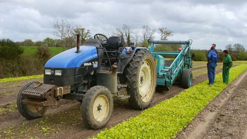 The crop remnants from last harvest - lettuce stalks and roots - are removed to provide space for new lettuce plants.