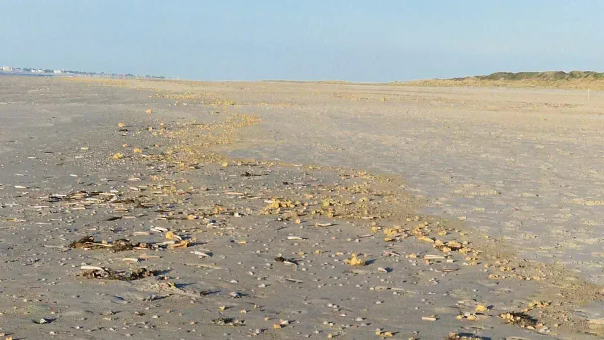 Elles sont généralement petites, jaunâtres ou blanches et dérivent parfois sur les bords de côtes : les particules de paraffine