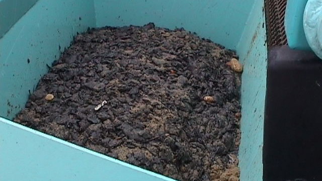 Collection container with oil clumps