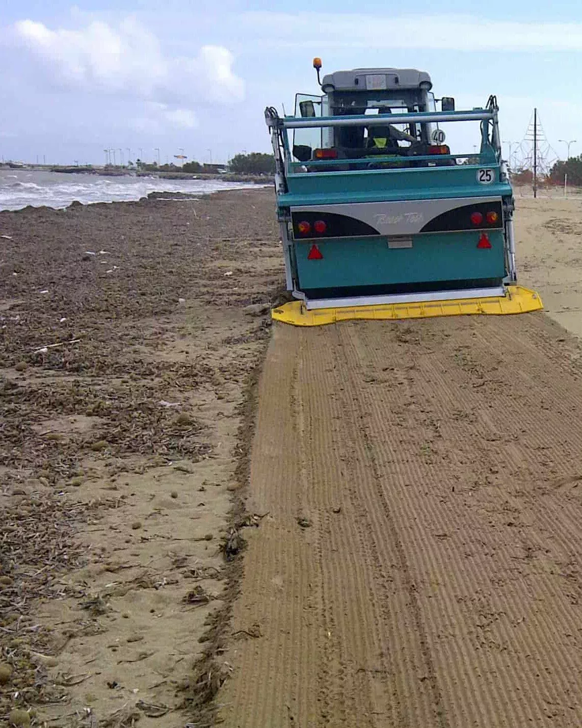 Plantas marinas en la playa