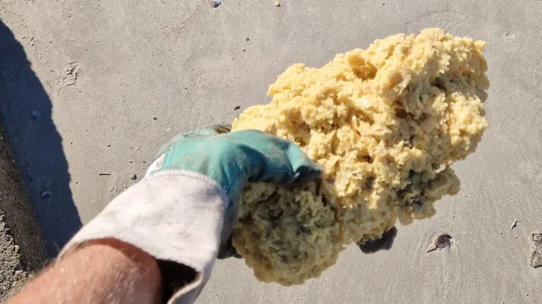 Amas de paraffine sur la plage