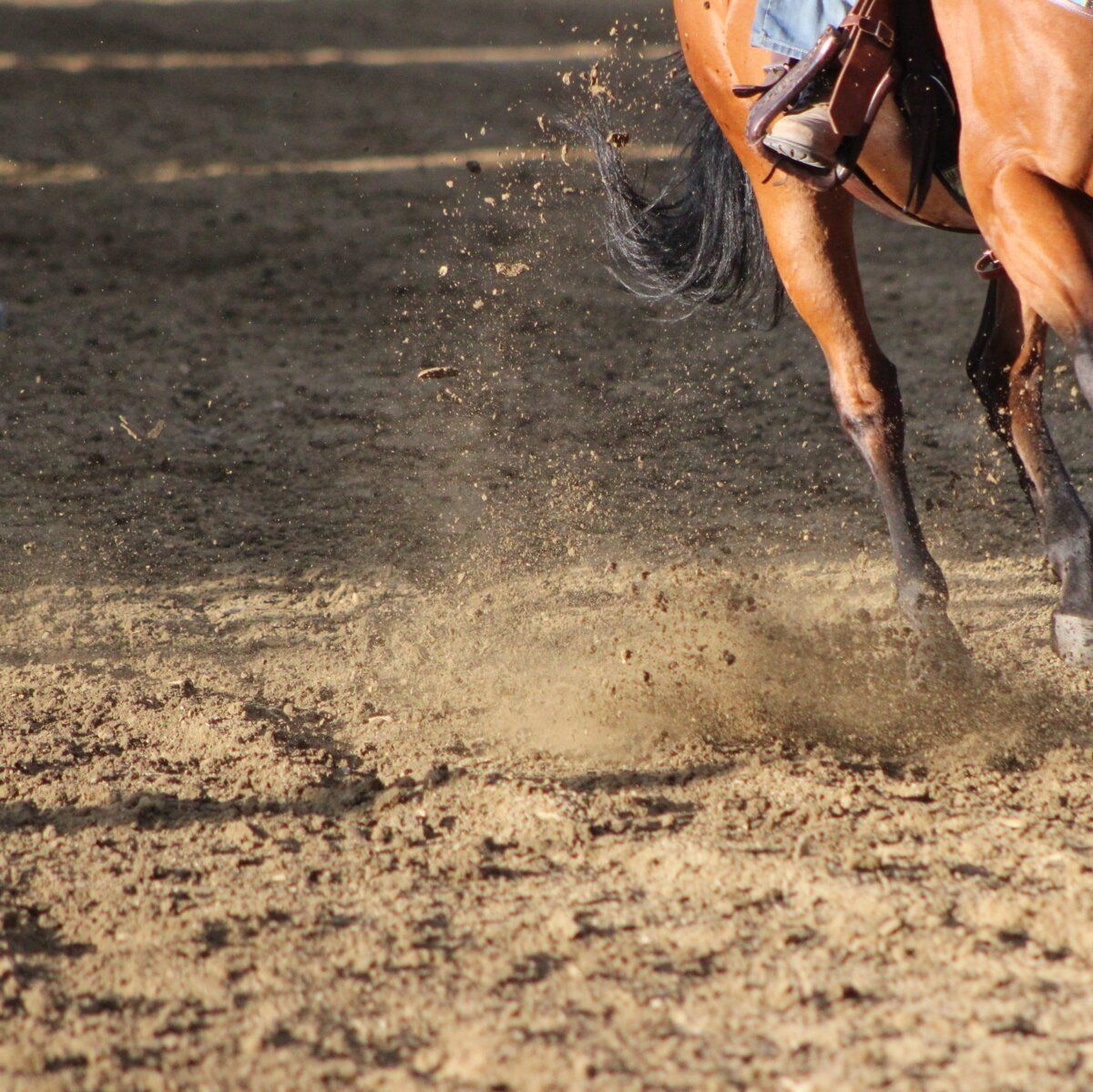 Pferdebeine in Bewegung auf einem sauberen Reitboden.