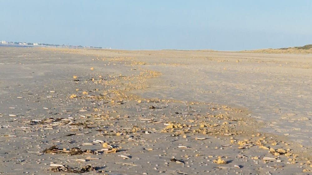 Suelen ser pequeñas, amarillentas o blancas y a veces van a la deriva hacia la costa: las partículas de parafina